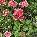 Rare Red & White Zonal Geranium Cutting – Live Pelargonium Starter Plant | White-Tipped Red Blooms | Easy Rooting Cutting