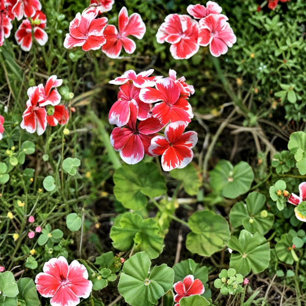 Rare Red & White Zonal Geranium Cutting – Live Pelargonium Starter Plant | White-Tipped Red Blooms | Easy Rooting Cutting