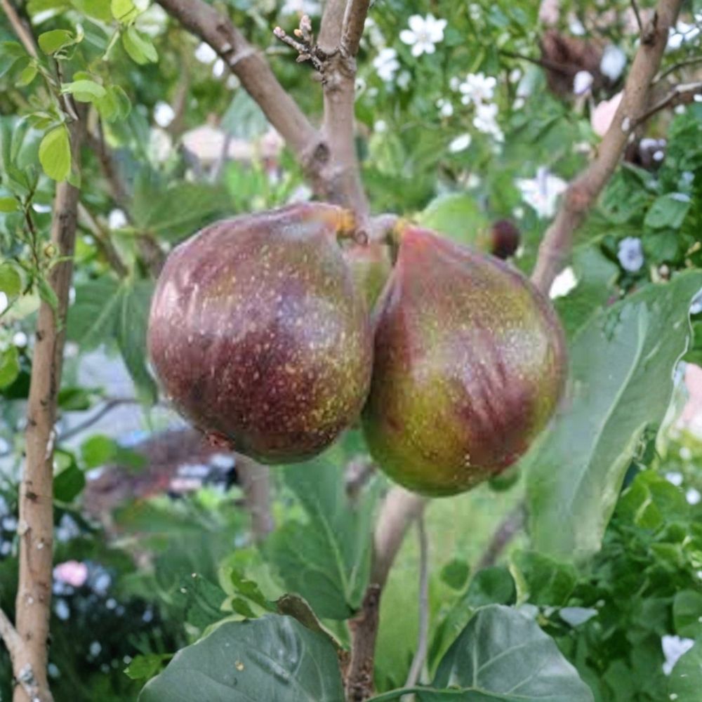 Olympian Fig Tree Starter Plug – Ficus carica | 4–6 Inch Bare Root Starter | Cold Hardy Fruit Tree | Self-Pollinating | Easy to Grow