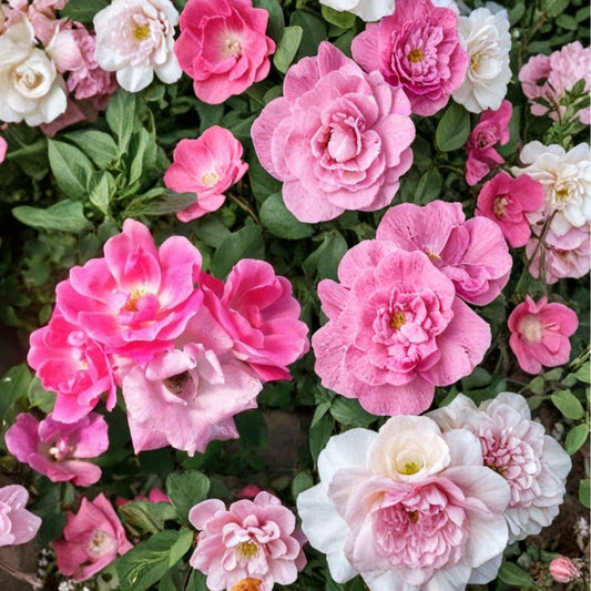 Pink Knock Out® Rose – Rosa 'RADcon' Live Shrub | 3 Gallon Size | Medium Pink Flowering Rose Bush | Disease Resistant Landscape Rose | Repeat Bloomer