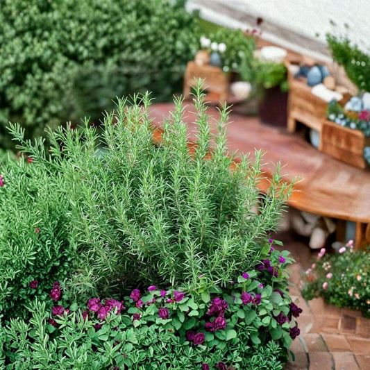 Upright Rosemary – Salvia rosmarinus Live Plant | 1 Gallon Fully Rooted Culinary Herb