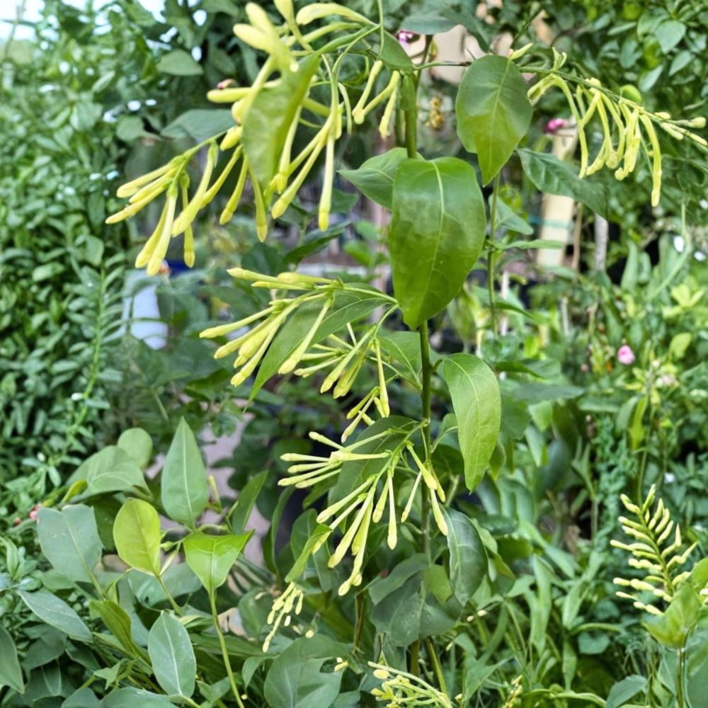 Night Blooming Jasmine – Cestrum nocturnum Live Starter Plants | 3–8 Inches Tall | Set of 2 Fragrant Shrubs | Patio & Garden Ready | Fast Growing