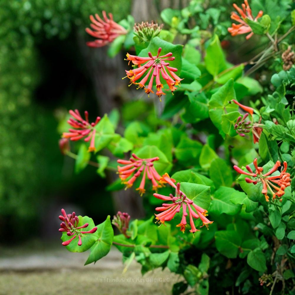 Dropmore Scarlet Honeysuckle – Lonicera × brownii Live Vine | Rooted in Quart Pot | Fragrant Hummingbird-Friendly Climbing Plant