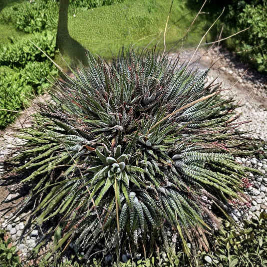 Haworthia Fasciata Zebra Plant – Bare Root Live Succulents | Easy Care Indoor Houseplant | Drought-Tolerant Succulent