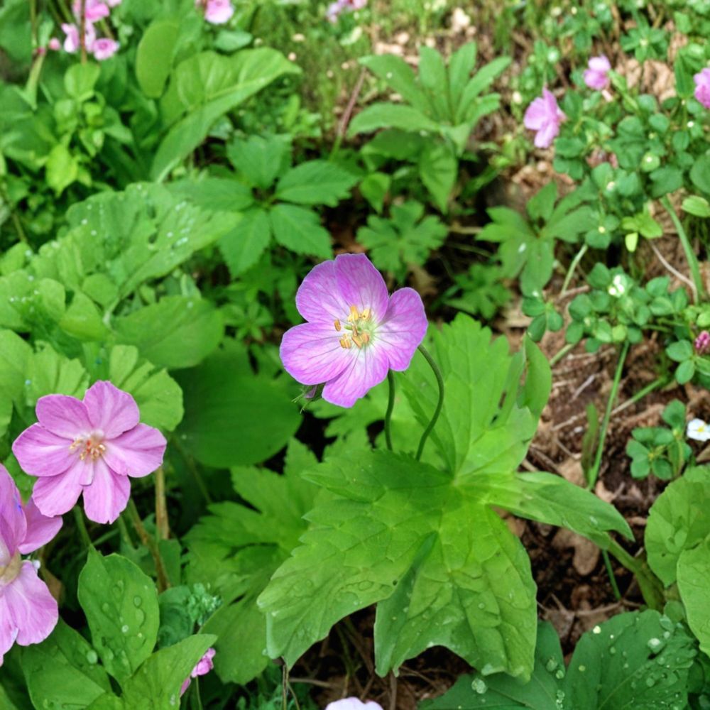Wild Geranium Bare Roots – Geranium maculatum Cranesbill | 10 Bare Roots Included | Woodland Perennial Flower | Shade Garden Friendly | Easy to Grow