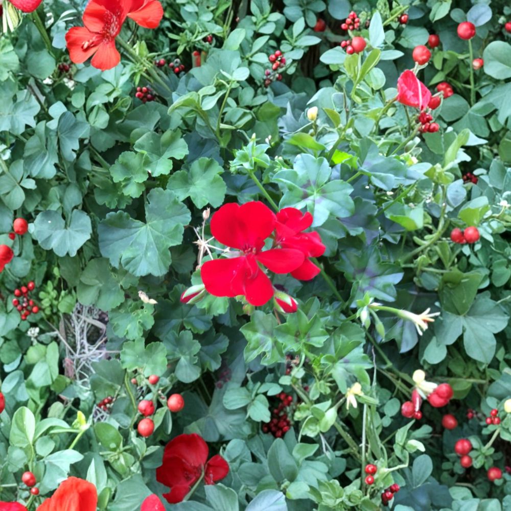 Ivy Zonal Geranium Deep Velvet Red – 6 Fresh Cuttings | Pelargonium Rooting Cuttings | Intense Red Blooms | Trailing Garden Favorite | Easy to Propagate