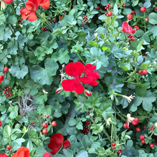 Ivy Zonal Geranium Deep Velvet Red – 6 Fresh Cuttings | Pelargonium Rooting Cuttings | Intense Red Blooms | Trailing Garden Favorite | Easy to Propagate