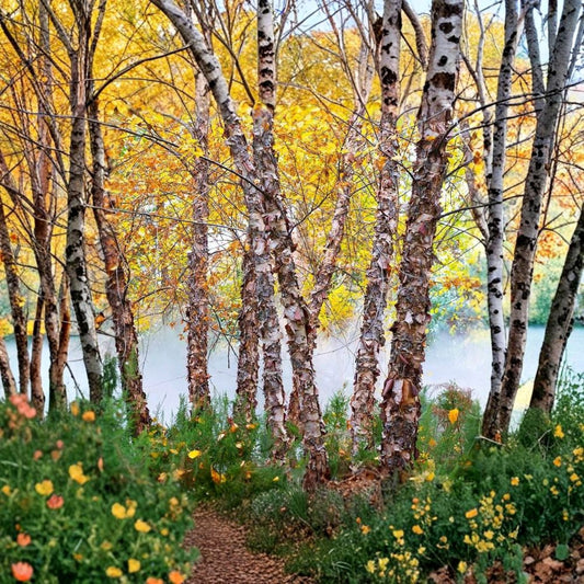 River Birch Tree – 3 Live Bare Root Starter Trees | 12–24 Inches Tall | Betula nigra | Fast-Growing Native Landscape Tree