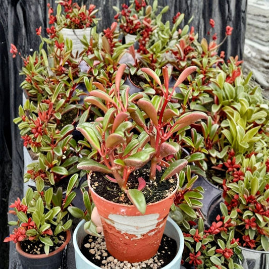 Ruby Glow Peperomia – Peperomia Graveolens Live Plant | 4 Inch Pot | Red Succulent-Like Houseplant | Indoor Decor | Easy Care