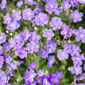 Mayflower Geranium Seeds – 25+ Premium Flower Seeds | Colorful Garden Blooms | Patio & Container Friendly | Easy to Grow