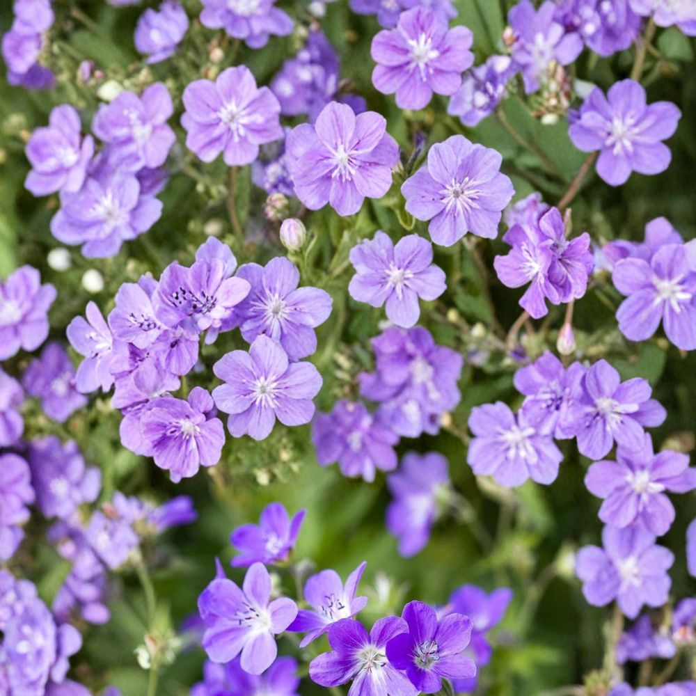 Mayflower Geranium Seeds – 25+ Premium Flower Seeds | Colorful Garden Blooms | Patio & Container Friendly | Easy to Grow