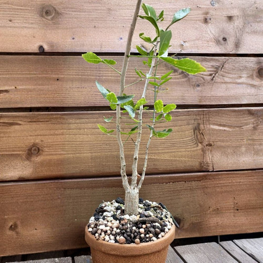 Commiphora humbertii – Humbert's Commiphora Live Plant | 3.5 Inch Pot | Rare Succulent | Exotic Caudex Plant | Collector's Plant