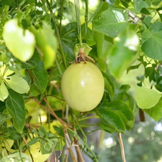 Sweet Sunrise Yellow Passion Fruit – Passiflora edulis var. flavicarpa Live Plant | 4–6 Inches | Rooted Starter Vine | Cold Hardy | No Pot | Tropical Fruit Vine