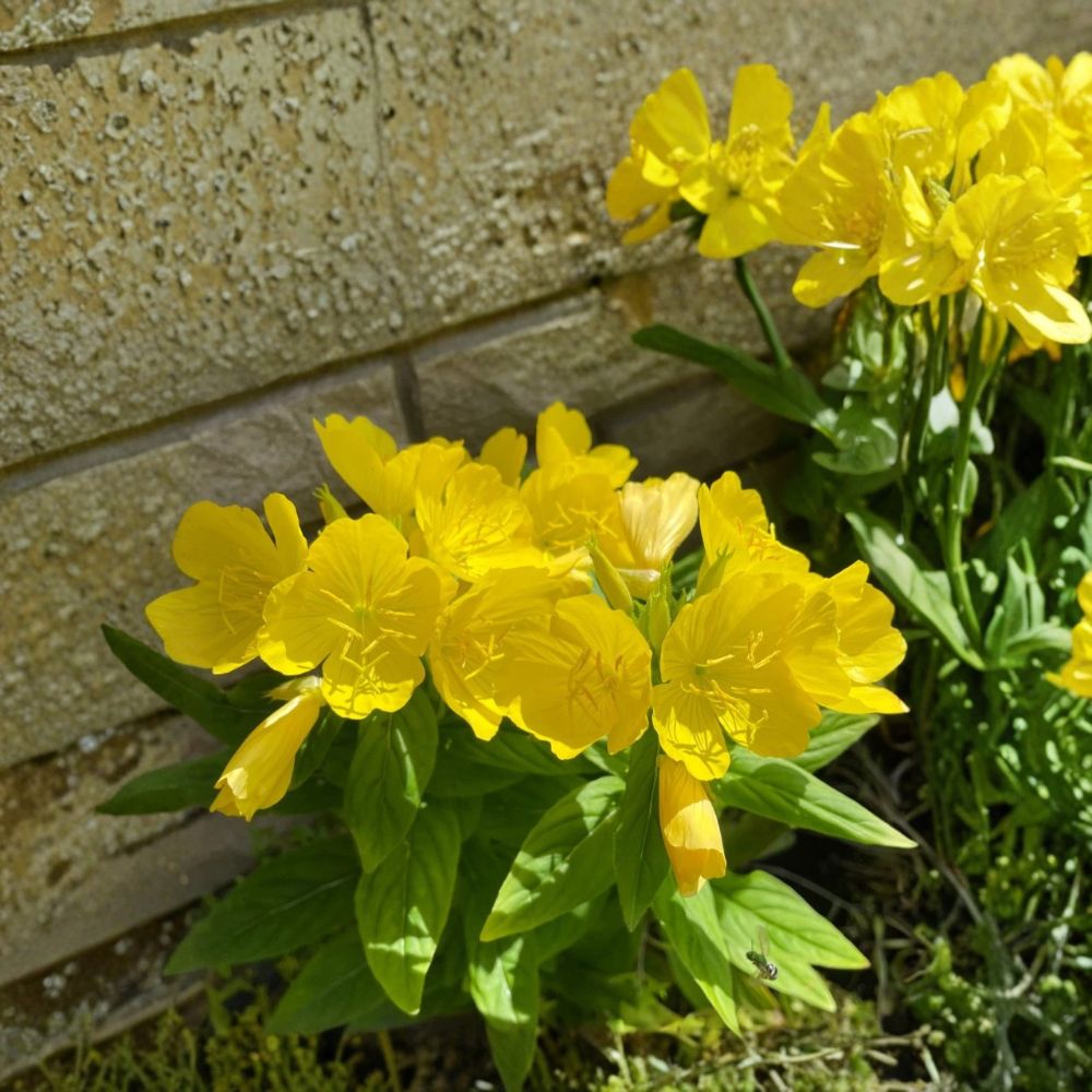 Evening Primrose Sun Drop – 8 Live Bare Root Plants | Yellow Perennial Flowers | Easy-Care Garden Plants | Ready to Plant