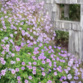 Havana Blues Geranium Seeds – 25+ Premium Flower Seeds | Noorthava Hardy Geranium | Patio & Container Friendly | Easy to Grow