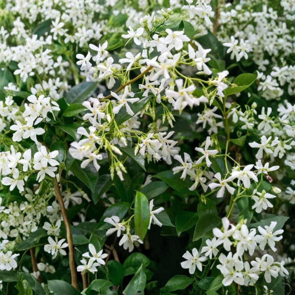 Star Jasmine Plant – Trachelospermum jasminoides Live Vine | 10 Inch Tall in 3 Inch Pot | Fragrant White Flower Climbing Plant | Indoor Outdoor