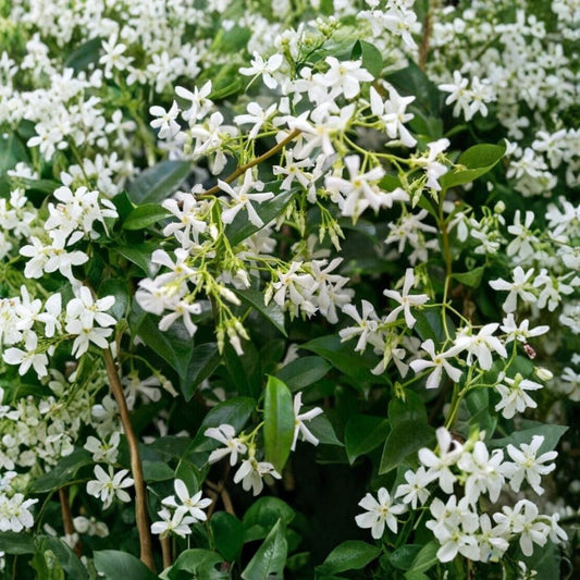 Star Jasmine Plant – Trachelospermum jasminoides Live Vine | 10 Inch Tall in 3 Inch Pot | Fragrant White Flower Climbing Plant | Indoor Outdoor