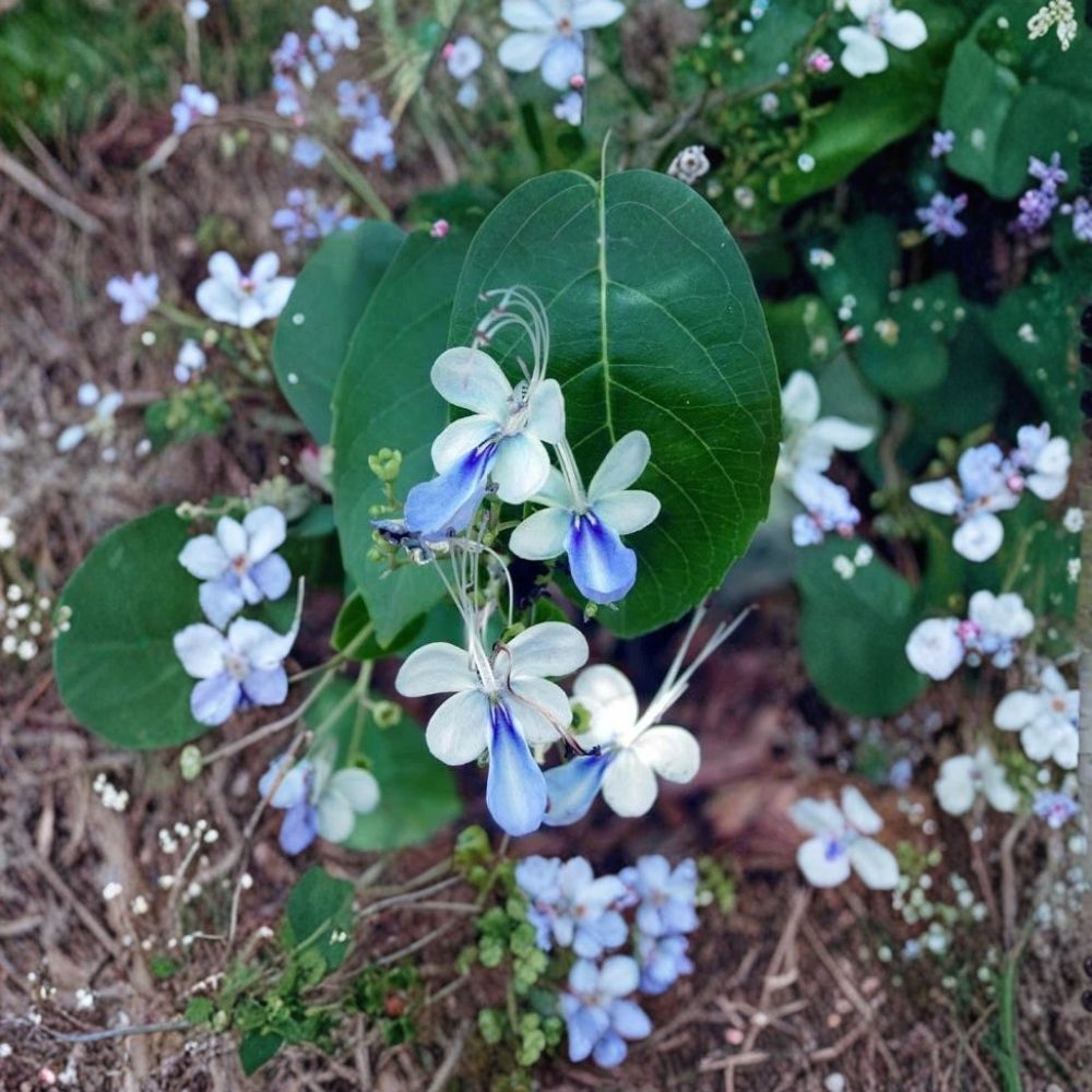 Blue Butterfly Bush (Blue Wings) – Clerodendrum ugandense Live Rooted Starter Plant | Bare Root | Tropical Flowering Shrub | Hummingbird & Butterfly Favorite