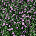 Glenluce Geranium Seeds – 25+ Premium Flower Seeds | Colorful Garden Blooms | Patio & Balcony Friendly | Easy to Grow
