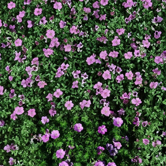 Glenluce Geranium Seeds – 25+ Premium Flower Seeds | Colorful Garden Blooms | Patio & Balcony Friendly | Easy to Grow