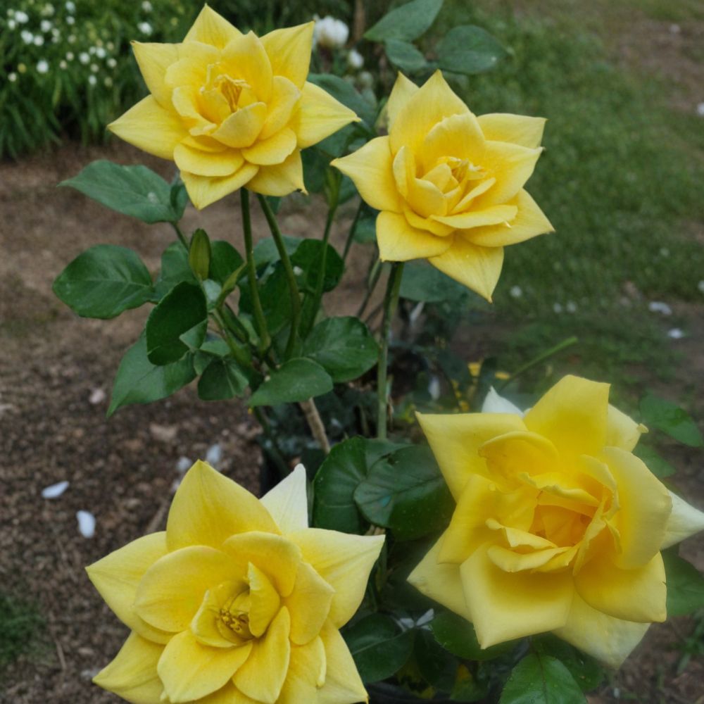 Oregold Grandiflora Rose – Rosa Hybrid Live Bush Plant | 3 Gallon Size | Yellow Flowering Rose Shrub | Landscape & Garden Favorite | Easy to Grow