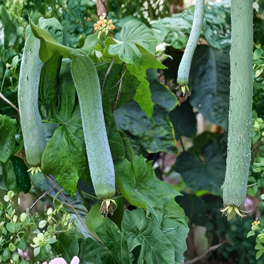 Live Luffa Plant – 2 Plants in 4" Pot | Natural Sponge Gourd Vine | Edible Loofah | Fast Growing Garden Plant