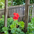 Organic Red Geranium – Live Flowering Plant | 2 Inch Pot | Vibrant Red Blooms | Patio & Indoor Friendly | Easy to Grow
