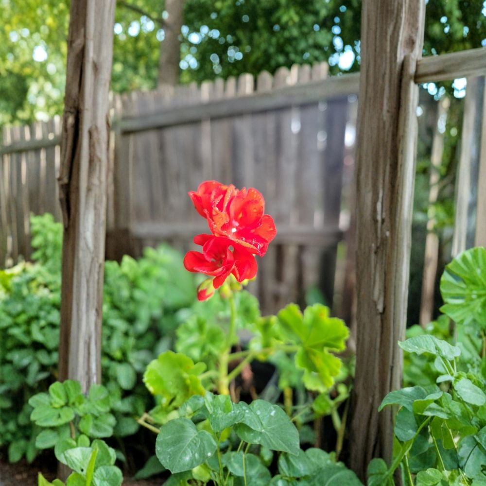 Organic Red Geranium – Live Flowering Plant | 2 Inch Pot | Vibrant Red Blooms | Patio & Indoor Friendly | Easy to Grow
