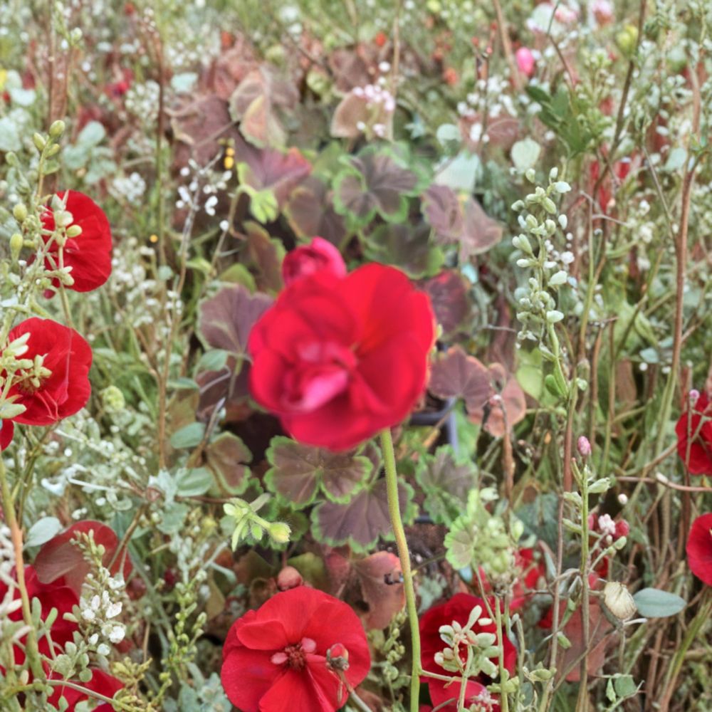 Geranium Brocade Cherry Night Live Plant – Decorative Foliage Pelargonium Plug in 2" Pot