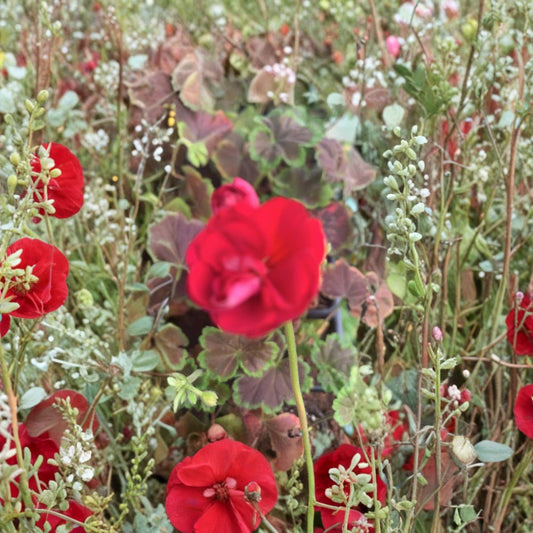 Geranium Brocade Cherry Night Live Plant – Decorative Foliage Pelargonium Plug in 2" Pot