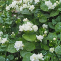 Arabian Jasmine – Jasminum sambac Starter Plants | Pure White Fragrant Blooms | Set of 10 Potted Plants | Indoor & Outdoor Friendly | Ornamental Favorite