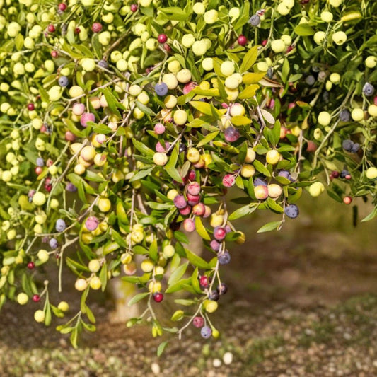 Arbequina Olive Live Plant – Olea europaea ‘Arbequina’ | 4–6 Inch Starter | Dwarf Fruit Olive Tree | Silvery Evergreen Foliage | No Pot