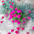 Magenta Geranium Cuttings – Pelargonium Live Plant Cuttings | 3 Unrooted 6 Inch Cuttings | Bright Magenta Blooms | Patio & Container Friendly | Easy to Grow