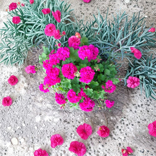Magenta Geranium Cuttings – Pelargonium Live Plant Cuttings | 3 Unrooted 6 Inch Cuttings | Bright Magenta Blooms | Patio & Container Friendly | Easy to Grow