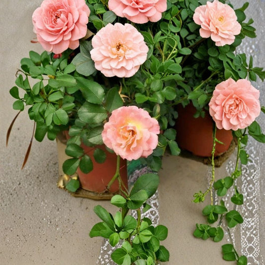 Peach Drift Rose – Live Groundcover Rose Plant | 3 Gallon Size | Peach Blooms | Compact Landscape Shrub | Easy Care Flowering Rose
