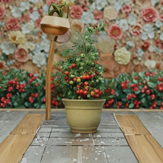 Tomato Geranium Kiss – Cherry Grape Tomato Seeds | 100 Seeds | Sweet Cluster Tomatoes | Early Blight Resistant | Compact Determinate Variety | Easy to Grow