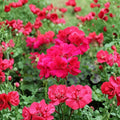 Double Bright Pink Geranium Cuttings – 5 Fresh Pelargonium Cuttings for Rooting | Large Double Bloom Flowering Plant