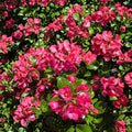 Escallonia ‘Redclaws’ Plant – Live Evergreen Shrub | Pink Red Flowers | Dense Hedge Plant | Garden & Landscape Ornamental | Hardy Outdoor Plant