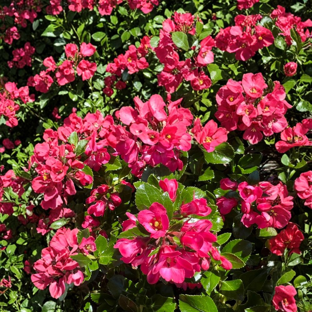 Escallonia ‘Redclaws’ Plant – Live Evergreen Shrub | Pink Red Flowers | Dense Hedge Plant | Garden & Landscape Ornamental | Hardy Outdoor Plant