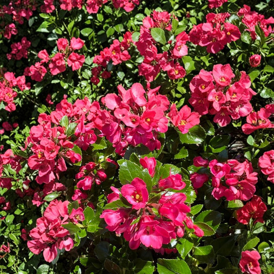 Escallonia ‘Redclaws’ Plant – Live Evergreen Shrub | Pink Red Flowers | Dense Hedge Plant | Garden & Landscape Ornamental | Hardy Outdoor Plant