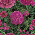 Maverick Pink Geranium Seeds – 100 Pelargonium Flower Seeds | Pink Zonal Geranium for Pots & Gardens