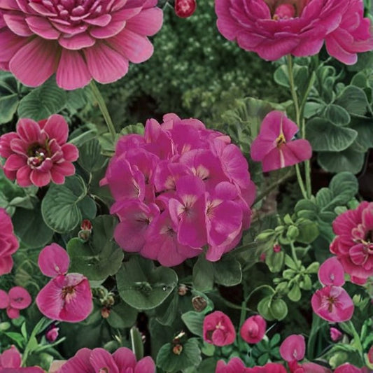 Maverick Pink Geranium Seeds – 100 Pelargonium Flower Seeds | Pink Zonal Geranium for Pots & Gardens