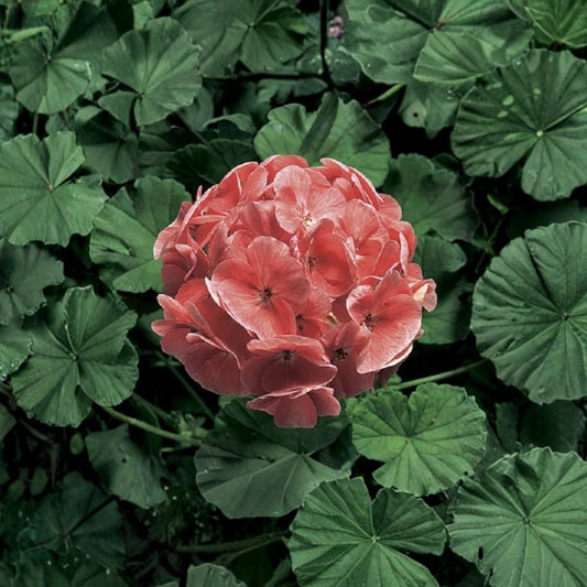 Ringo 2000 Light Salmon Geranium Seeds – 15 Zonal Pelargonium Seeds | Salmon Pink Flowers for Pots & Hanging Baskets