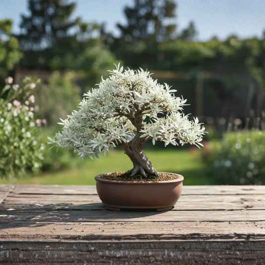 Live Dwarf White Willow Cuttings – 3 Fresh Live Cuttings | Fast Rooting Bonsai & Propagation Starter | Easy to Grow