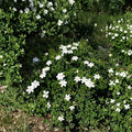 Gardenia Seeds – Gardenia jasminoides Cape Jasmine | 10+ Seeds | Fragrant White Flowering Shrub | Evergreen Ornamental Plant