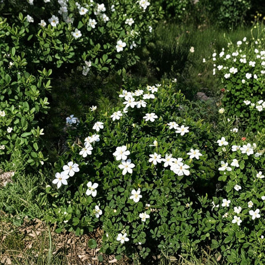 Gardenia Seeds – Gardenia jasminoides Cape Jasmine | 10+ Seeds | Fragrant White Flowering Shrub | Evergreen Ornamental Plant