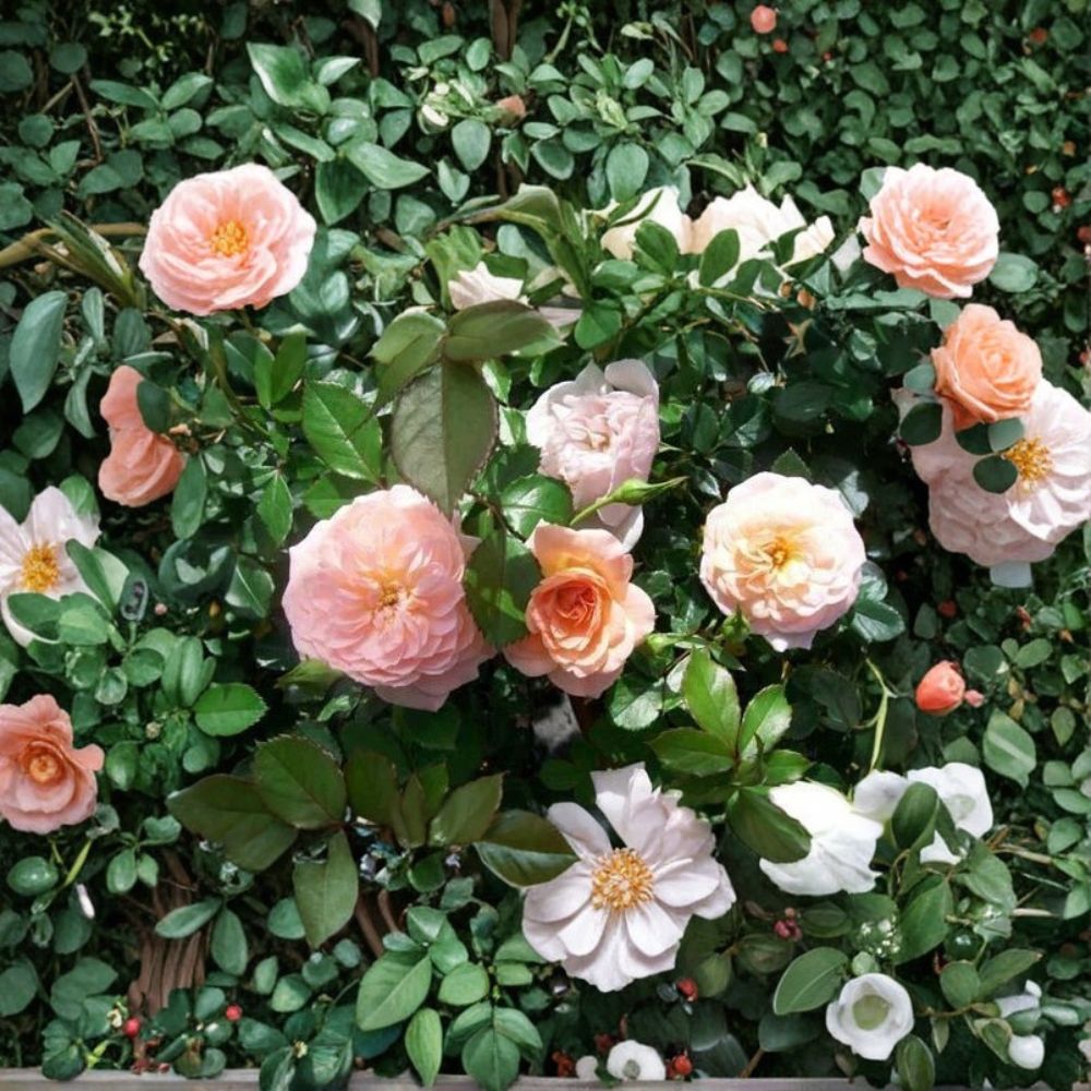 Apricot Drift Rose – Rosa Hybrid Live Shrub | 3 Gallon Size | Disease Resistant Groundcover Rose | Apricot Flowering Landscape Plant | Easy Care Rose