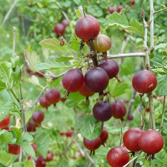 Pixwell Gooseberry – Ribes uva-crispa 'Pixwell' Live Rooted Starter Plant | Edible Berry Shrub | Zones 3–8
