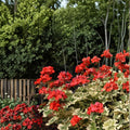 Glitterati Ice Queen Geranium Seeds – 25+ Premium Flower Seeds | Elegant Garden Blooms | Patio & Container Friendly | Easy to Grow