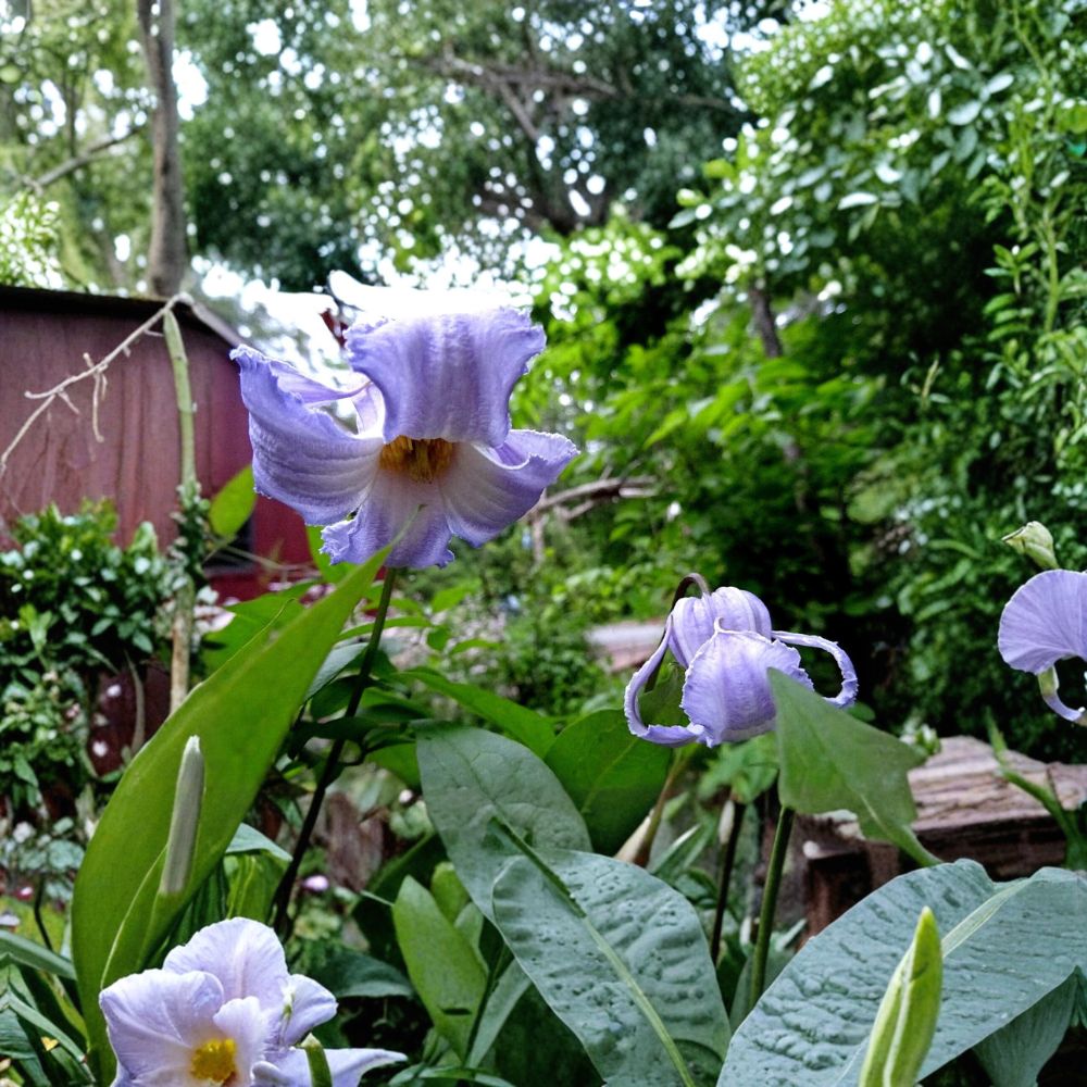 Clematis crispa – Blue Jasmine Native Perennial Vine Seeds | 10 Organic Seeds (2025 Harvest) | Pollinator Friendly | Fragrant Flowering Vine